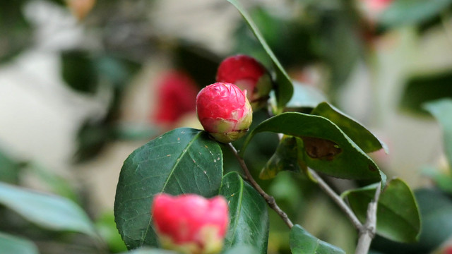 山茶花