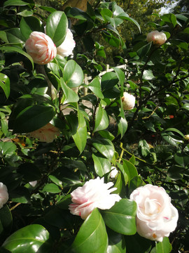 山茶花