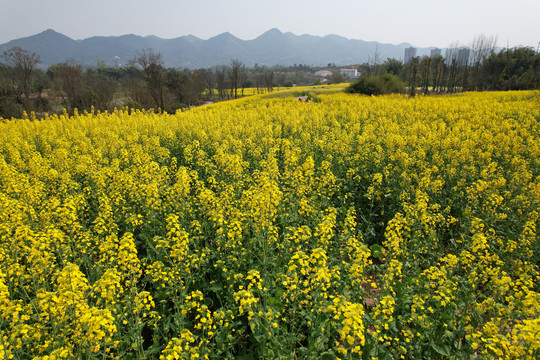 油菜花