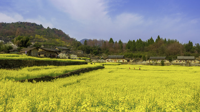 南岔湾百年石屋村落油菜花盛开