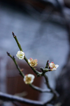 梅花