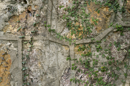 绿色植物墙素材背景