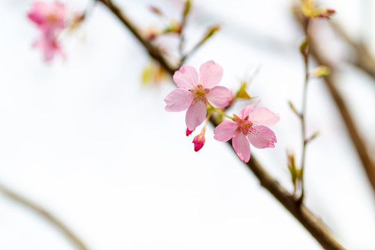 唯美粉色樱花