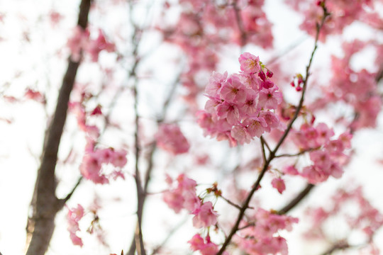 满树浪漫樱花