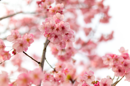 花团锦簇的樱花