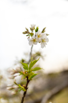 一枝白色樱花