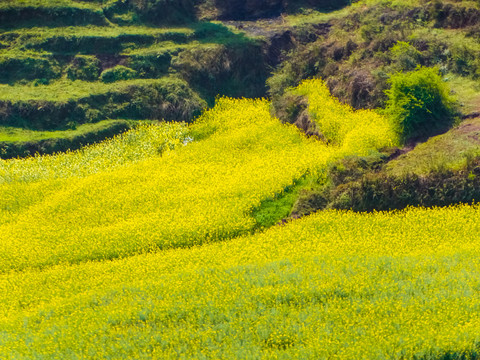 高山油菜花