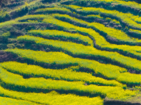 高山油菜花