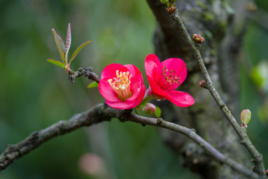 海棠花