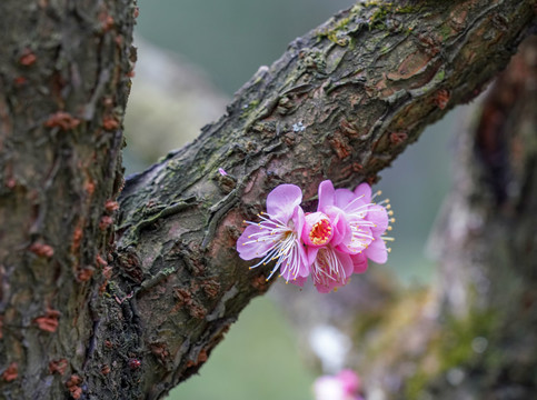 梅花