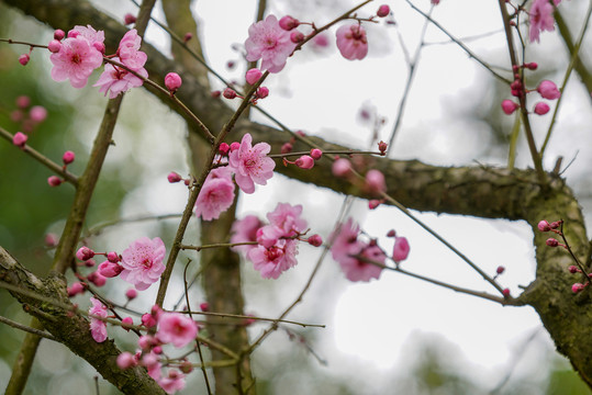 梅花树