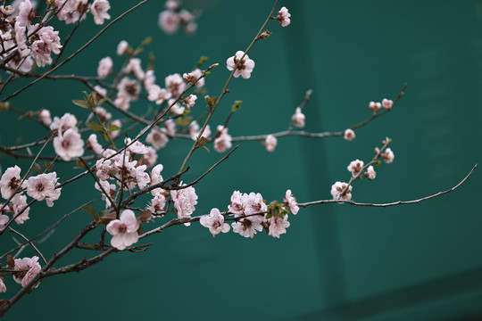 桃花