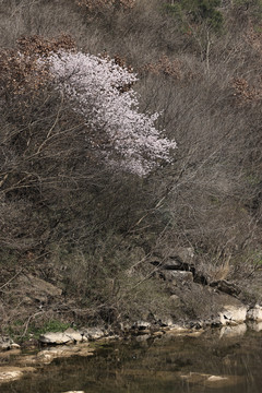 河边樱花
