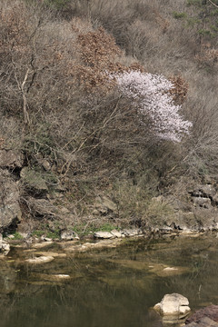 河边樱花