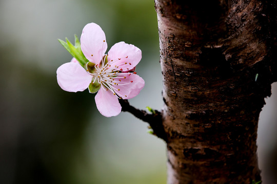 桃花