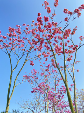 紫花风铃木