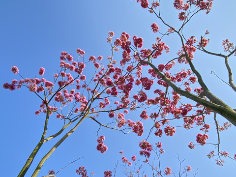 紫花风铃