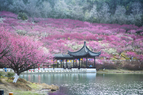 张家港香山梅岭