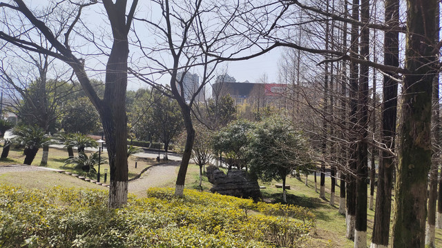冬日树林