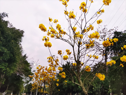 黄花风铃木