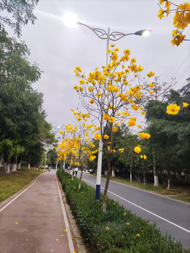 黄花风铃木