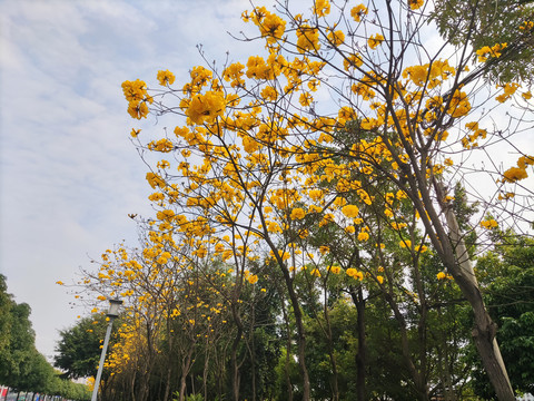 黄花风铃木