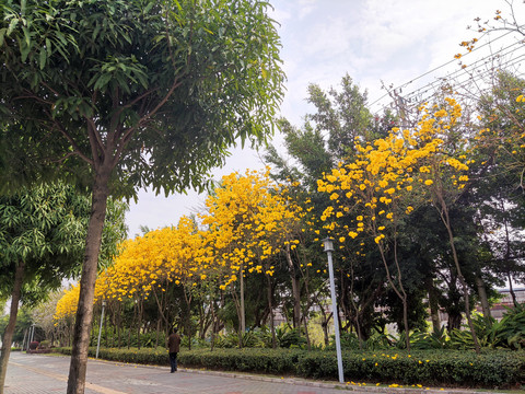 黄花风铃木