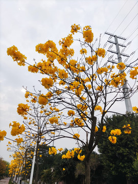 黄花风铃木