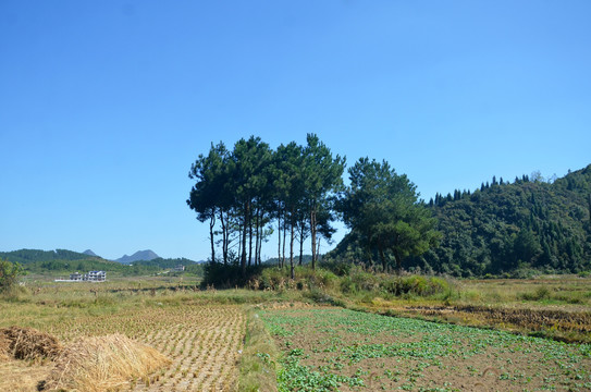 山林稻田