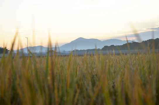 稻田远山