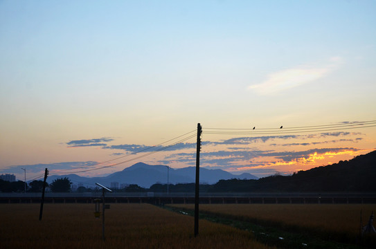 朝霞小鸟