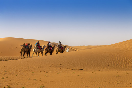 美丽的沙漠驼队图片