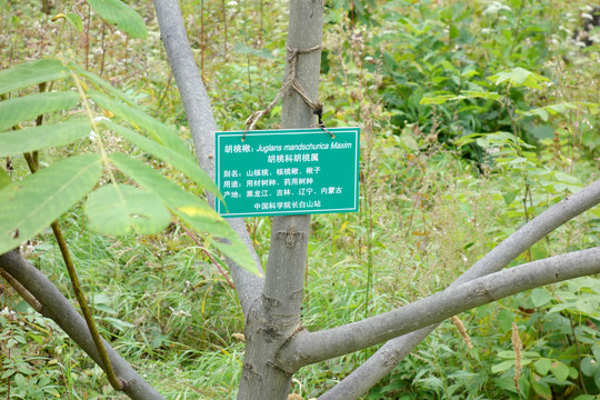 长白山东北亚植物园