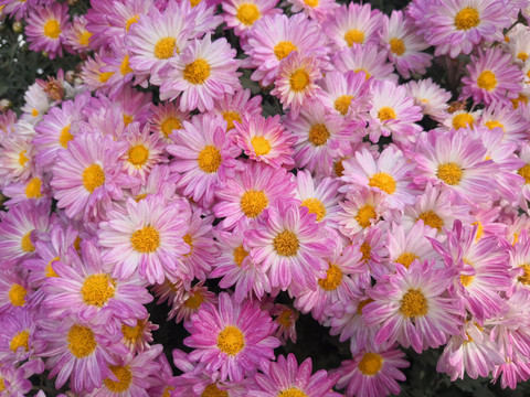 菊花群