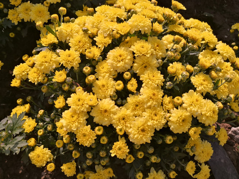 菊花