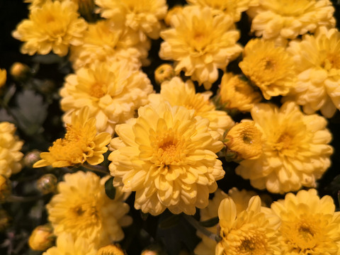 菊花