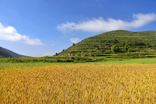 夏日麦田