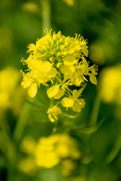 油菜花