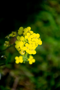 油菜花