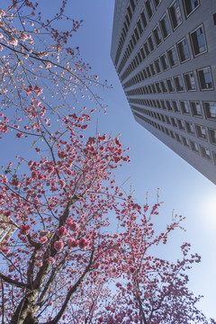 樱花盛开高层建筑蓝天白云