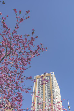 樱花盛开高层建筑蓝天白云