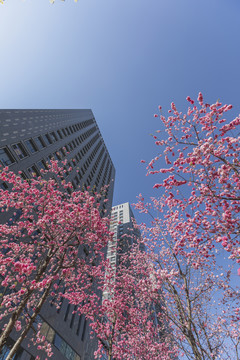 樱花蓝天高层建筑城市景观