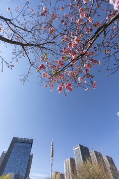 樱花蓝天高层建筑城市景观