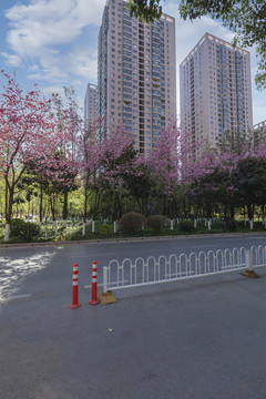 樱花高层建筑蓝天城市景观