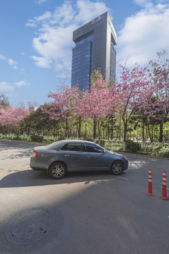 樱花高层建筑蓝天白云城市景观