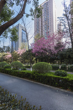 樱花高层建筑蓝天城市景观