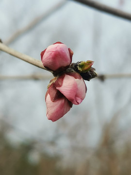 桃花