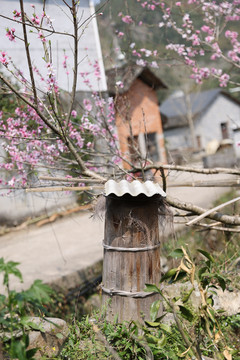 桃花蜜蜂箱