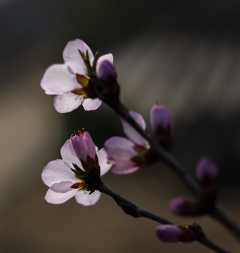 梅花开