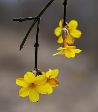 迎春花下